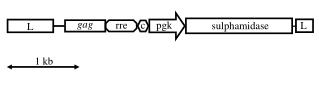 sulphamidase