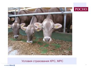 Условия страхования КРС, МРС