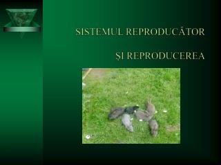 SISTEMUL REPROD U C Ă TOR ŞI REPRODUCEREA