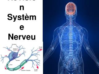 Révision Système Nerveux
