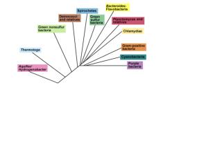 Crenarchaea