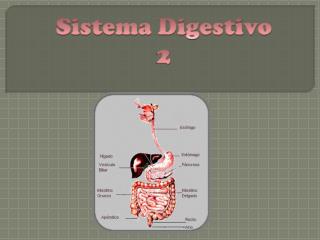 Sistema Digestivo 2