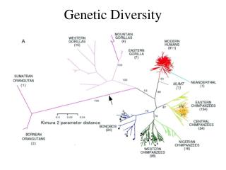 Genetic Diversity