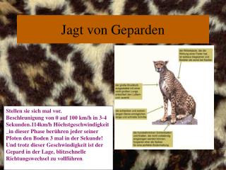 Jagt von Geparden