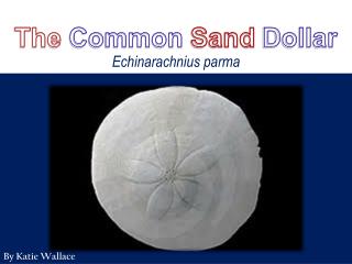 The Common Sand Dollar