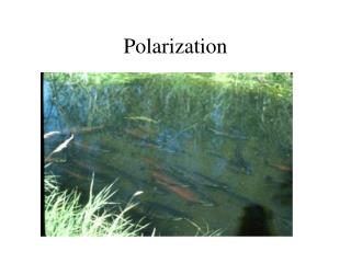 Polarization