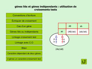 gènes liés et gènes indépendants : utilisation de croisements tests