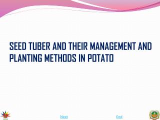 SEED TUBER AND THEIR MANAGEMENT AND PLANTING METHODS IN POTATO