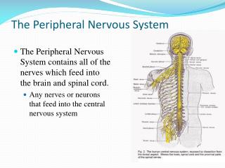 The Peripheral Nervous System