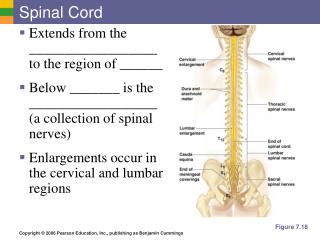 Spinal Cord