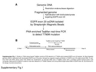 Supplementary Fig.1