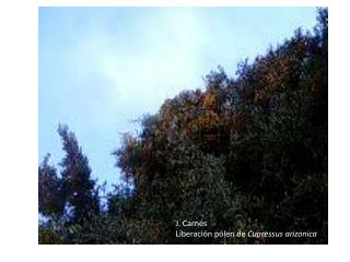 J. Carnés Liberación pólen de Cupressus arizonica