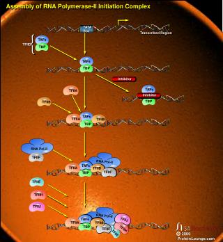 Assembly of RNA Polymerase-II Initiation Complex