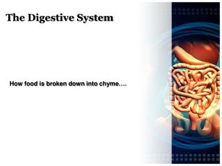 The Digestive System