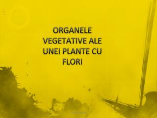 ORGANELE VEGETATIVE ALE UNEI PLANTE CU FLORI