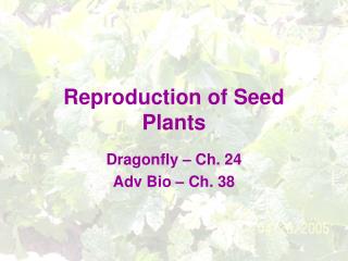 Reproduction of Seed Plants