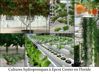 Cultures hydroponiques à Epcot Center en Floride