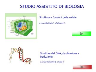 Struttura del DNA, duplicazione e traduzione. a cura di Costantini D. e Famà G.