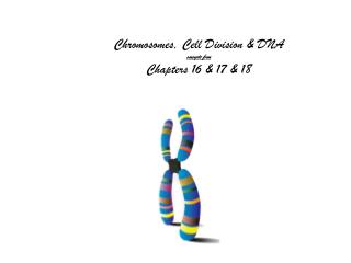 Chromosomes, Cell Division &amp; DNA concepts from Chapters 16 &amp; 17 &amp; 18