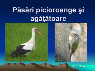 Păsări picioroange şi agăţătoare