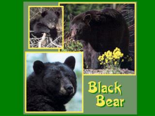 Black Bear Ursus americanus Morphology: 60-65” (4” tail)