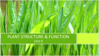PLANT STRUCTURE & FUNCTION