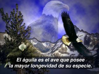 El águila es el ave que posee la mayor longevidad de su especie.