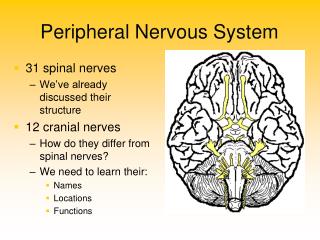 Peripheral Nervous System