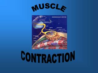 MUSCLE