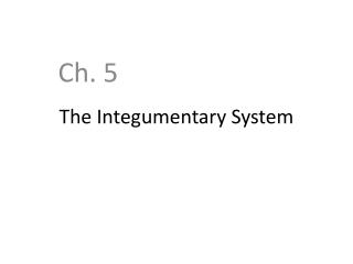 The Integumentary System