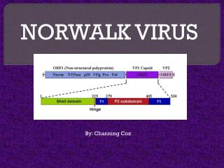 NORWALK VIRUS