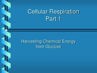 Cellular Respiration Part 1