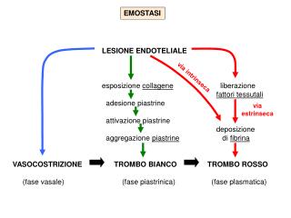 EMOSTASI