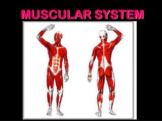 MUSCULAR SYSTEM