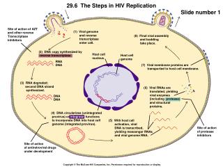 (1) Viral genome and reverse transcriptase enter cell.