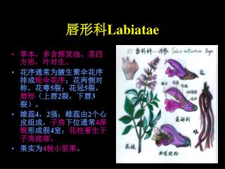 唇形科 Labiatae