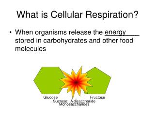 What is Cellular Respiration?