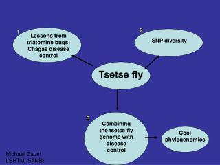 Tsetse fly