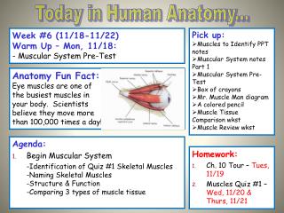 Week #6 (11/18-11/22) Warm Up – Mon, 11/18: - Muscular System Pre-Test