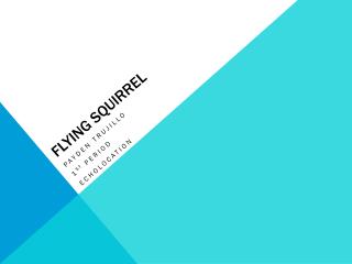 Flying Squirrel
