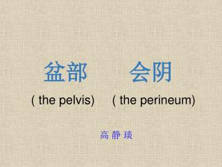 盆部 会阴 ( the pelvis) ( the perineum) 高 静 琰