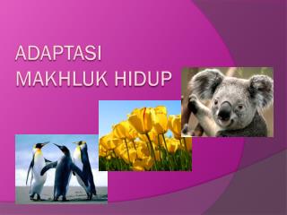 Adaptasi makhluk hidup
