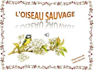 L'OISEAU SAUVAGE