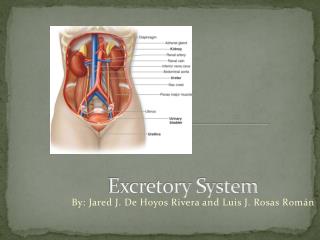 Excretory System