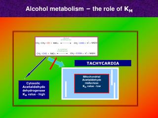 Alcohol metabolism – the role of K M