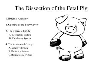 The Dissection of the Fetal Pig