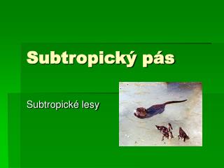 Subtropický pás