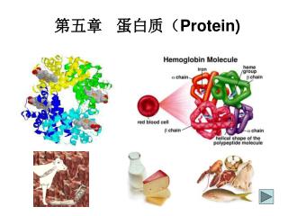 第五章 蛋白质（ Protein)