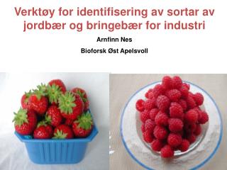 Verktøy for identifisering av sortar av jordbær og bringebær for industri Arnfinn Nes