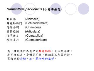 Comanthus parvicirrus ( 小卷海齒花 )